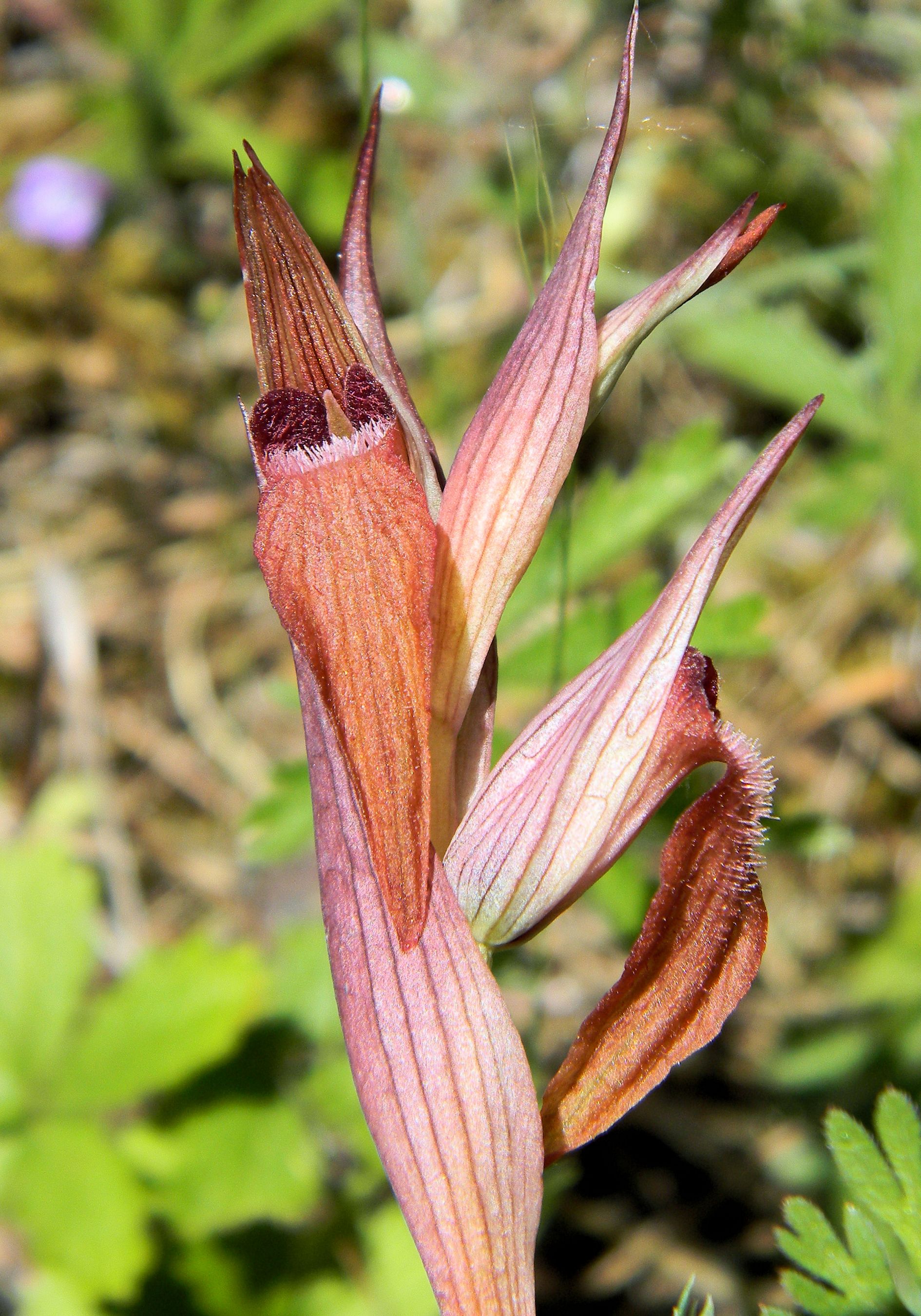 Serapias vomeracea